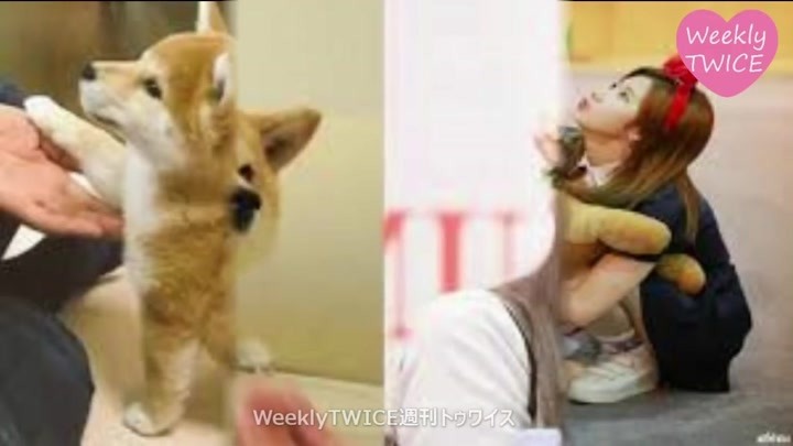 【twice】sana凑崎纱夏:我前世有可能是柴犬 柴犬纱时刻