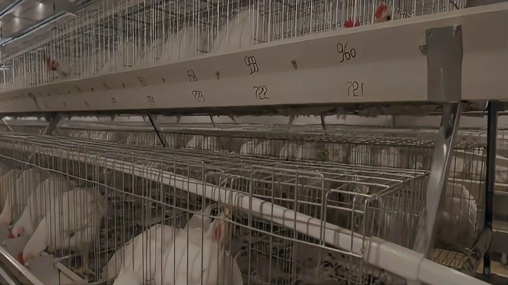 十年攻关 佛山企业成功突破白羽鸡种源“卡脖子”