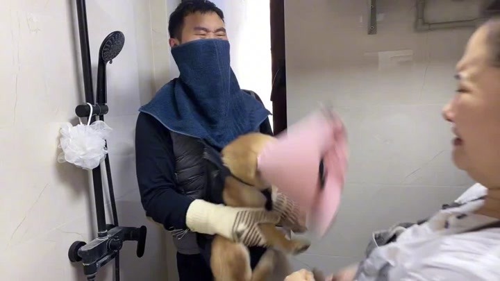 柴犬波妞右脚受伤，主人给上药非常不配合，只能把手和脸保护起来