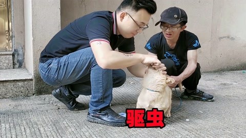 给中华田园犬驱虫,第二天一看厉害了,出了这么多虫