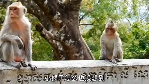 小猴子想喝奶,母猴的一个眼神就小猴吓走了