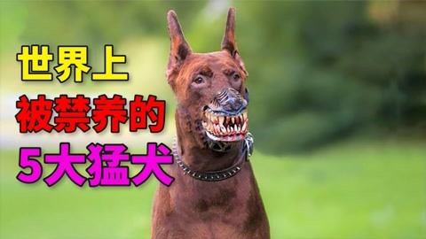 世界上被"禁养"的5大猛犬,会吃掉主人的恶犬,你敢养吗?