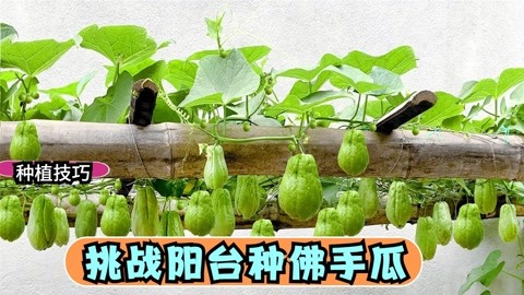 挑战在家阳台上种佛手瓜,这个技术你应该不知道
