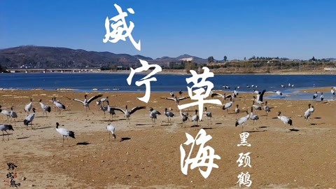 威宁草海,高原明珠上"草海精灵"黑颈鹤的曼妙舞姿