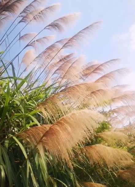 芒草 芦苇图片