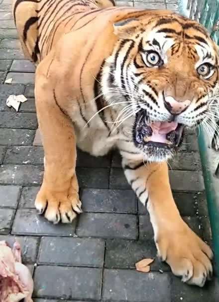 母脑斧图片