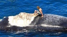 搞笑：男子作死跳上鲸鱼尸体玩耍，拍完照后，连忙向小伙伴求救