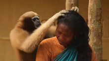 印度野生猿猴，一点也不怕人类，还能和人们玩成一片