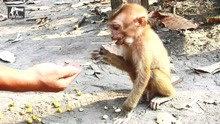 脏兮兮的孤儿猴子阿克塞尔很久没吃东西了，好心人的举动太暖心了