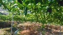 黑老虎复合微生物肥百香果生态种植方案使用效果