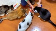 四只傻猫一起围过来吃黄瓜，是不是真的那么好吃啊？