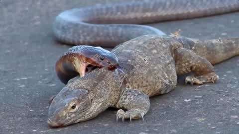 动物世界:科莫多巨蜥大战眼镜王蛇,眼镜王蛇猎杀科莫多巨蜥!