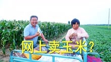 农村一家人掰玉米，为啥不在网上卖？老爸说出了原因，真暖心