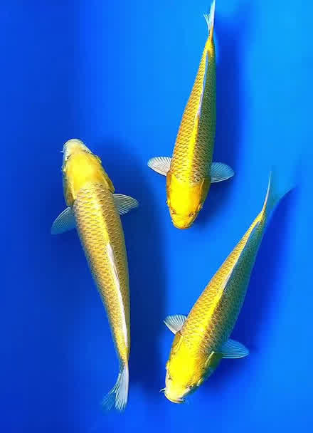 黄金色的鱼的图片图库图片