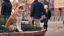 [图]感动到哭的电影《忠犬八公》重温经典