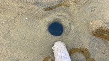 大庆赶海，沙滩上这样的圆洞才是皮皮虾的家，居然抓出来河豚