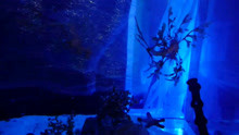 【海缸】养一缸叶海龙－日本海水店BlueHarBor的货缸