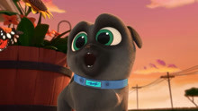 So Much To Be Grateful For Puppy Dog Pals