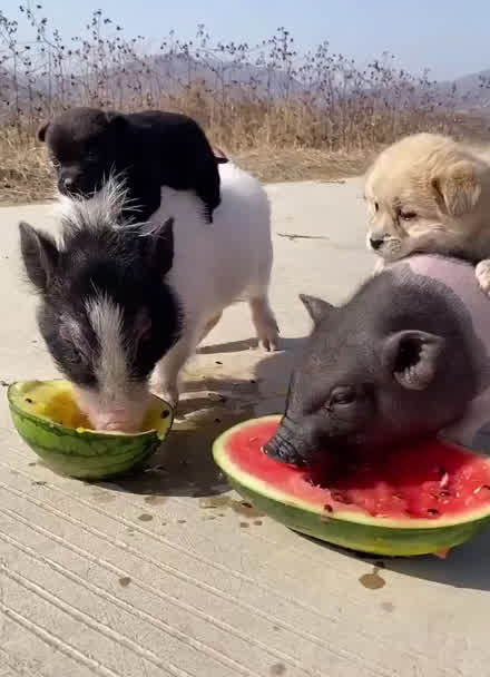 猪八戒背媳妇吃西瓜