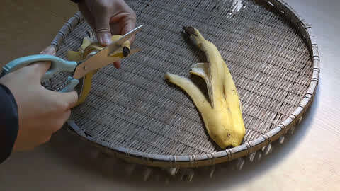 用香蕉皮自制天然有机钾肥,简单实用,枝叶嗖嗖长,花苞蹭蹭冒!