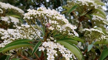 夏季有哪些蜜源植物？