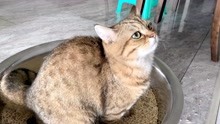 [图]猫咪便秘，主人准备用开塞露时发现原因，猫：这辈子没这么无语过