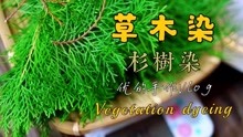 【治愈系天然生活】草木染~杉树染（Vegetation dyeing）