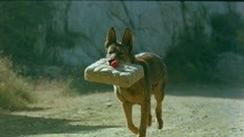 一只通人性的神犬，与游击队里应外合，炸毁日军司令部！战争片