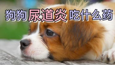 狗狗尿道炎吃什麼藥