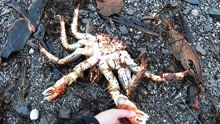 海滩上能捡到帝王蟹？这事在俄罗斯的库页岛还真有！