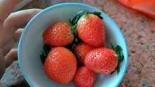 2021种植草莓第69天 忙碌了好几天 突然发现红草莓可以吃了