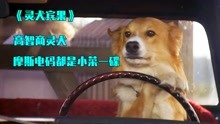 智商天花板的狗，不仅会开车，还会发送摩斯电码《灵犬宾果》