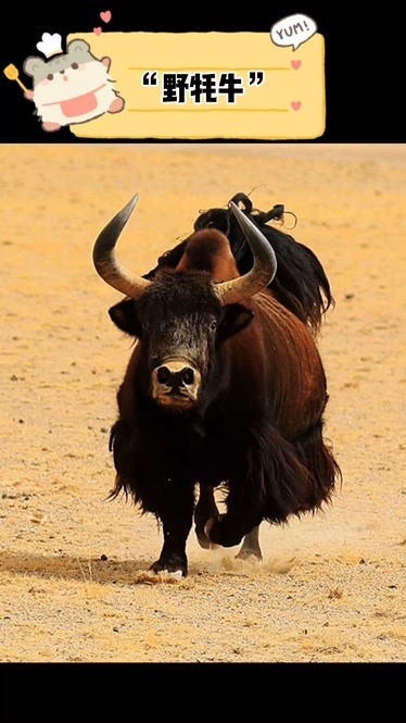 发现神奇动物之野牦牛保护野生动物动物世界