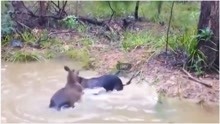 狗狗挑衅袋鼠，反被袋鼠按在水中摩擦，狗狗有本事来陆地上练练!