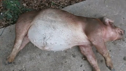猪肚子胀怎么放气图解图片