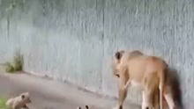 雄狮一巴掌将自己的儿子拍翻，不料母狮过来了，下一秒憋住别笑