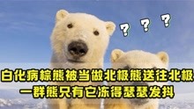 白化病棕熊被当做北极熊送往北极，一群熊只有它冻得瑟瑟发抖