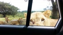 狮子居然打开游客车门？成精了吗？一秒让游客感受生死离别！