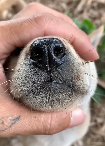 土猎犬针筒鼻子图片图片