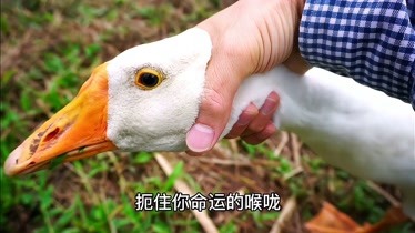 一只鹅被掐脖子表情包图片