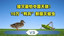 [图]2000年，浙江10万“鸭兵”去新疆灭蝗虫，蝗灾能靠“吃”解决吗？