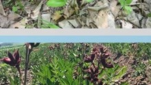 农博金草苍术种植，满足不同种植户的需求