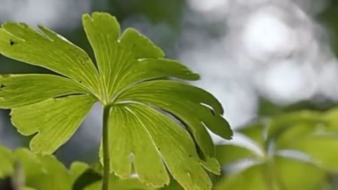 世上最孤独的草《独叶草》