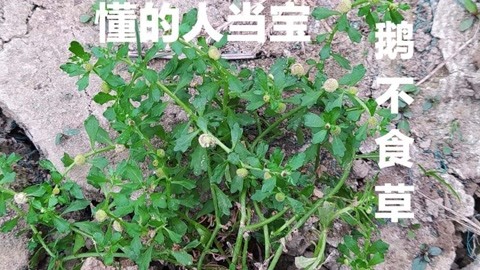 田间的鹅不食草价值高,别名"通鼻草,网上卖到30元一斤