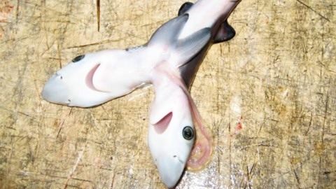 科学家发现双头鲨鱼,两个头分开怎么游?