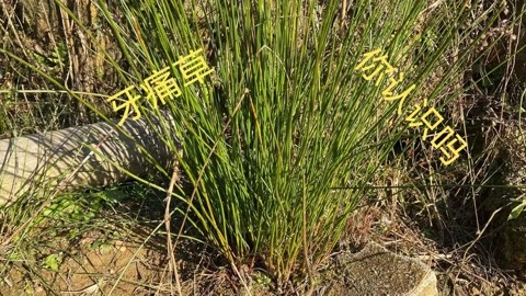 市场上卖80一斤的牙痛草,农村水渠旁很多,很多人不知道