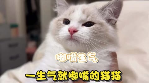 一生气就嘟嘴的猫