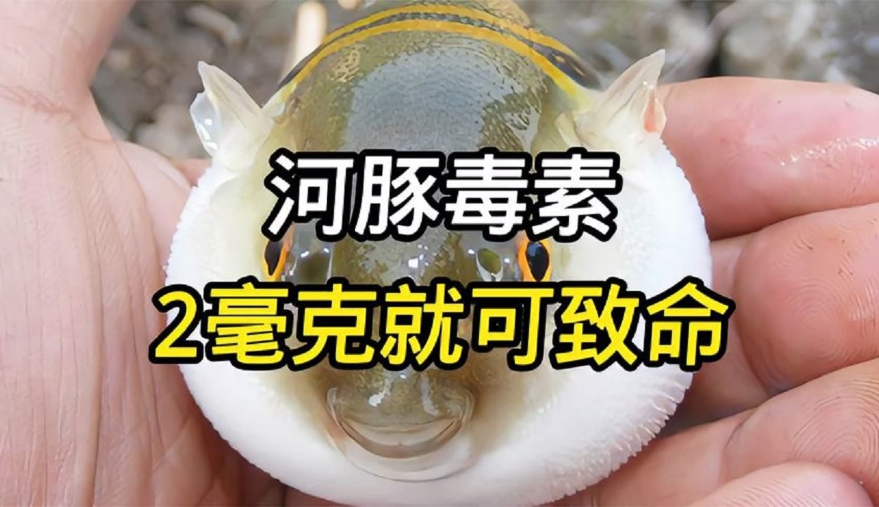 河豚的毒图片