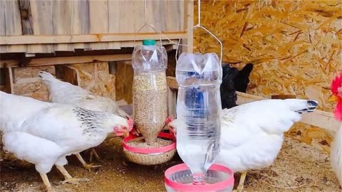 仅需两个塑料瓶就能制作喂鸡神器,做法也是特别简单,简直太牛了