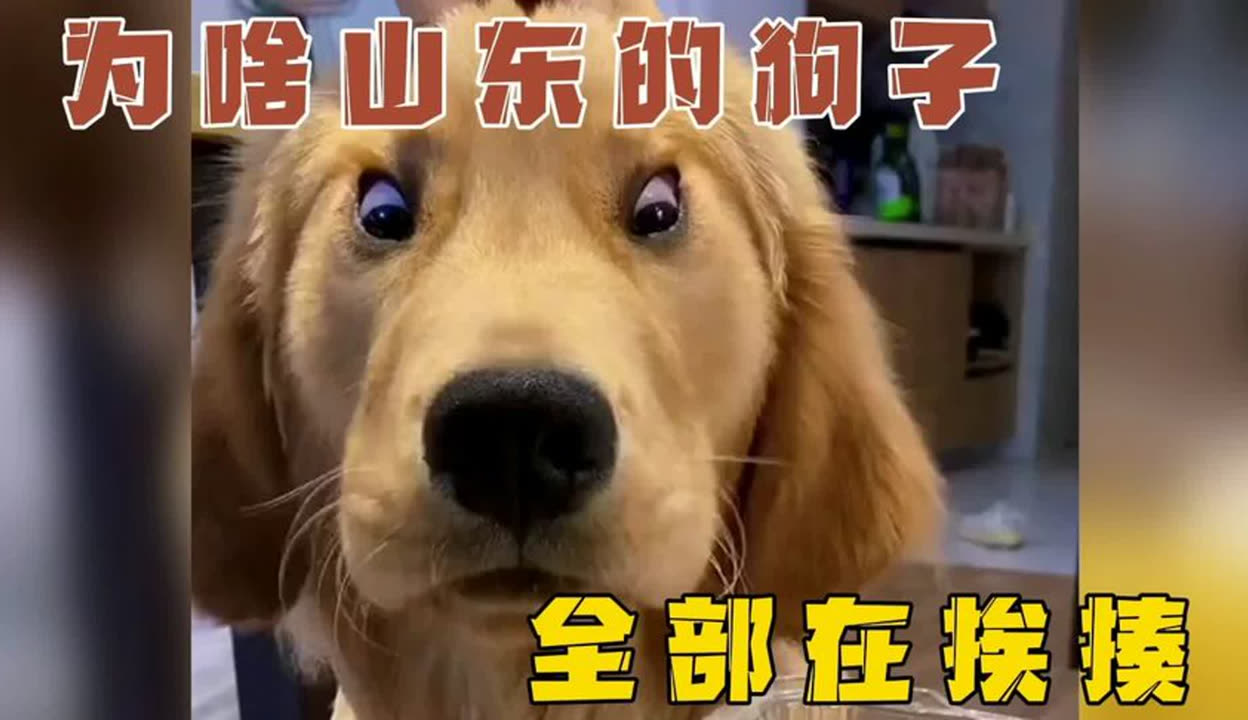 【萌宠报道局】为啥近期山东的狗子们都在挨揍,原因太搞笑!
